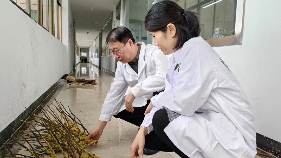 杨耀东：发挥委员作用 投身椰子研究 为产业发展注入“科技力量”