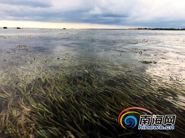 文昌会文湿地"家底"多丰富 红树林软体动物种数全国第二